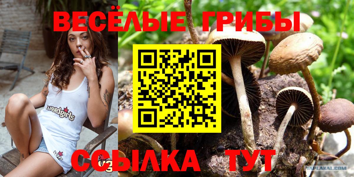 Элиста  Галлюциногенные грибы GOLDEN TEACHER  Вход с VPN 